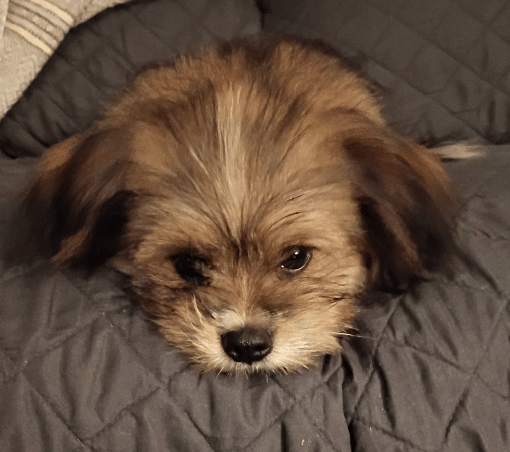 🐶❤️🐶 Why do dogs scoot? 🐶❤️🐶 