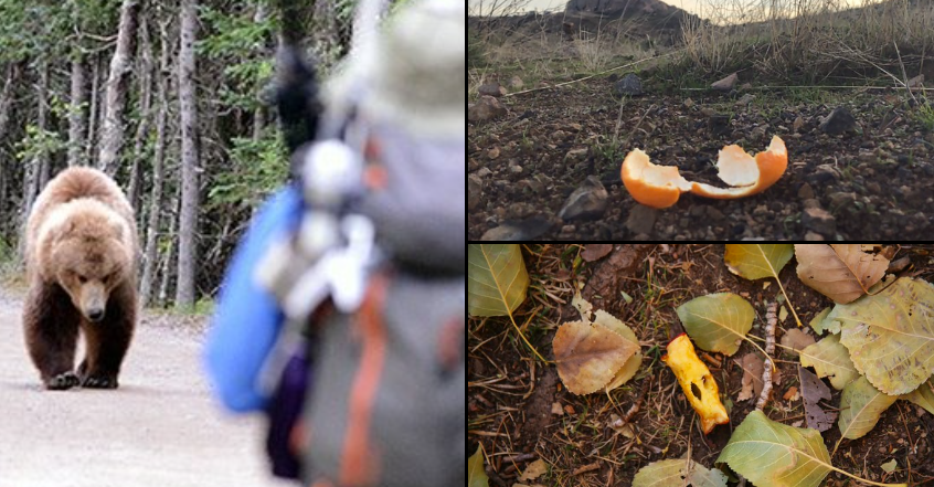 A fed bear is a dead bear