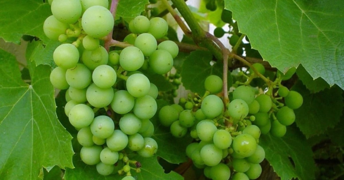 Institutions Overlook Nature's Assault on Prostate Cancer Through Everyday Foods