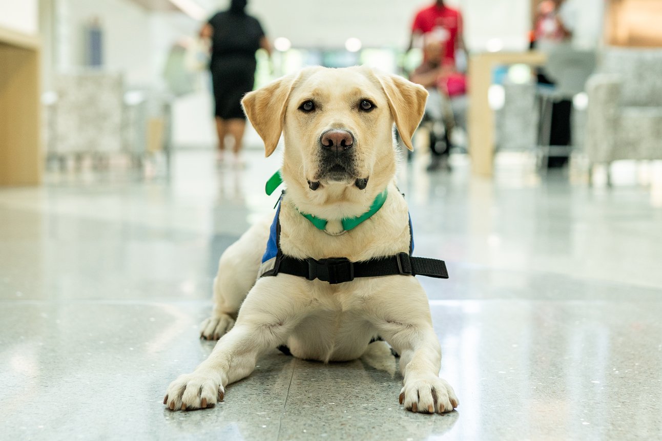 Meet Olivia, GBMC's New Facility Dog to Comfort Young Victims of Abuse and Assault