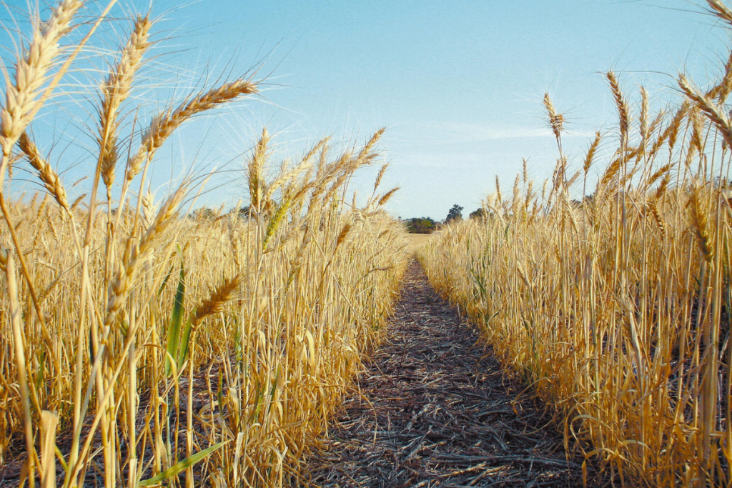 How much of a threat does El Niño pose to Brazilian agribusiness?