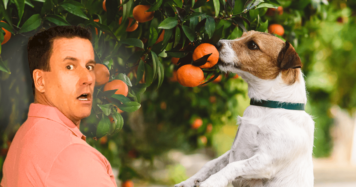 Picking Low Hanging Fruit