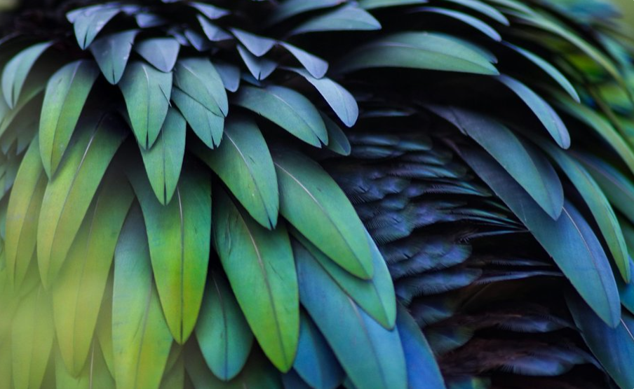 Nature Positive Practices