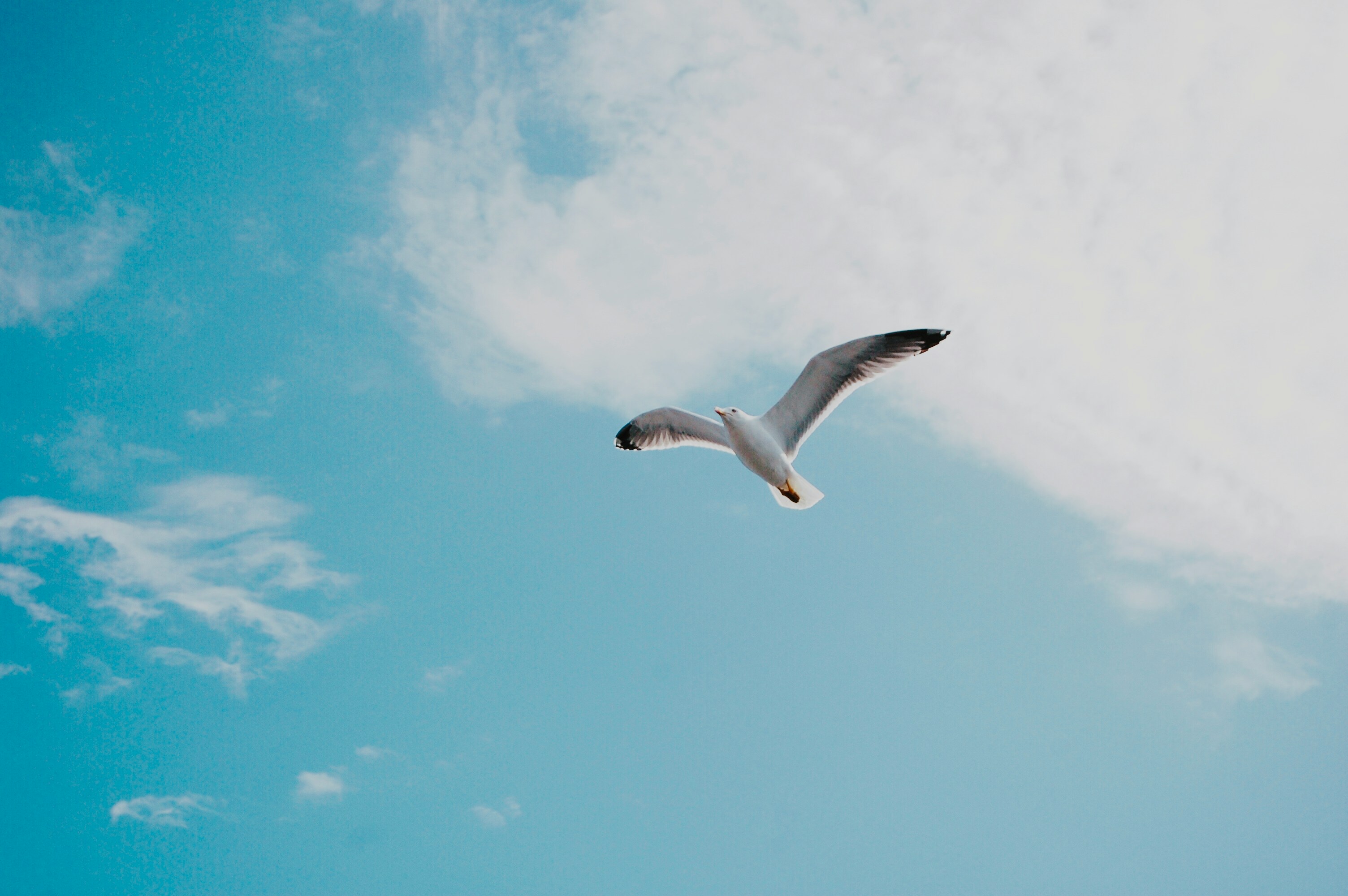 The Individualists book review