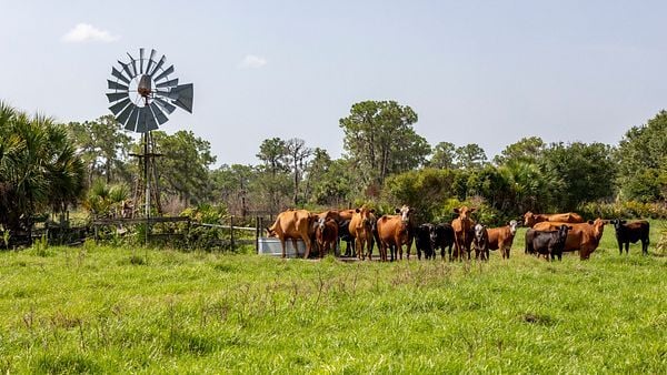 Lancast Ag Podcast: State of the Cattle Industry