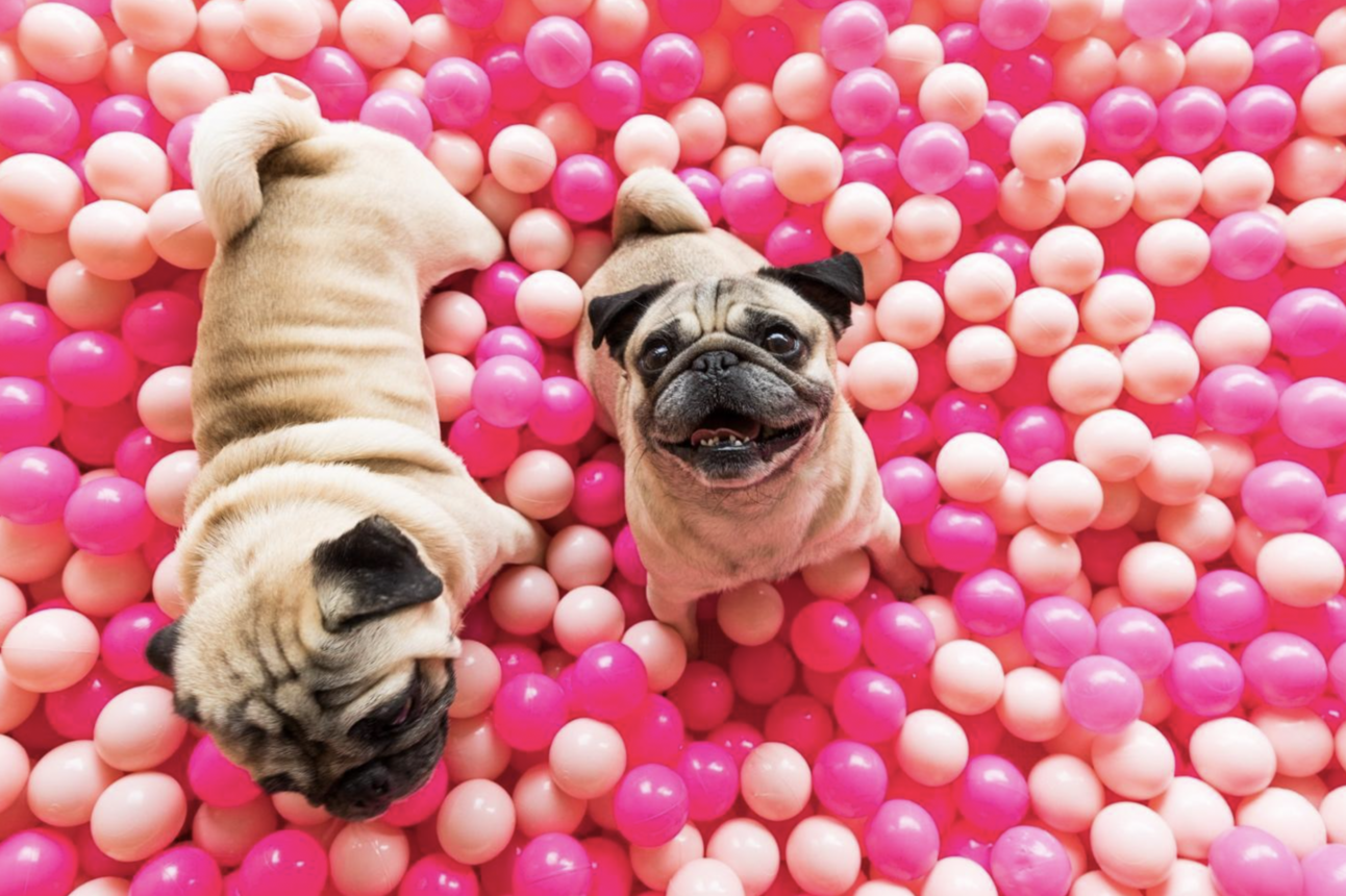 ☕ Paws & Lattes: Would You Visit a Dog-Themed Cafe?