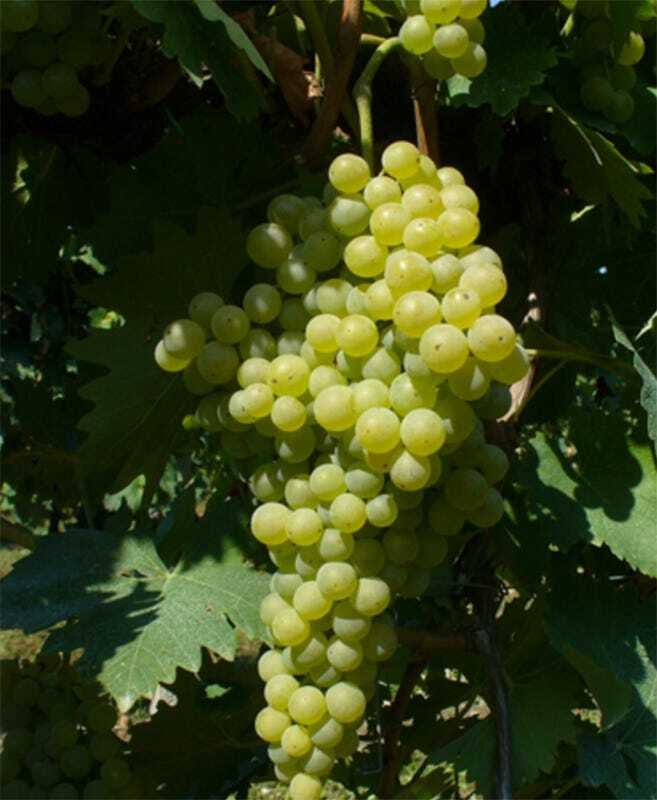Vitigni: Malvasia Bianca