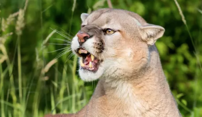 Mountain Lions Are in Missouri