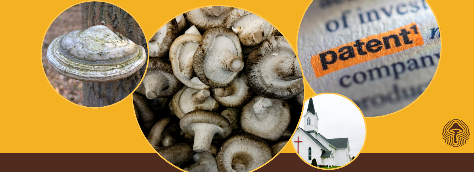 Instant Toxin Tests, Eco-Friendly Diabetes Fixes, and Fungi’s Hidden Pharmacy