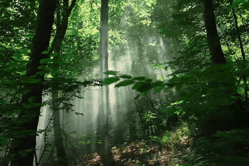 Your Survival Guide to Having a Magical Trip in Nature