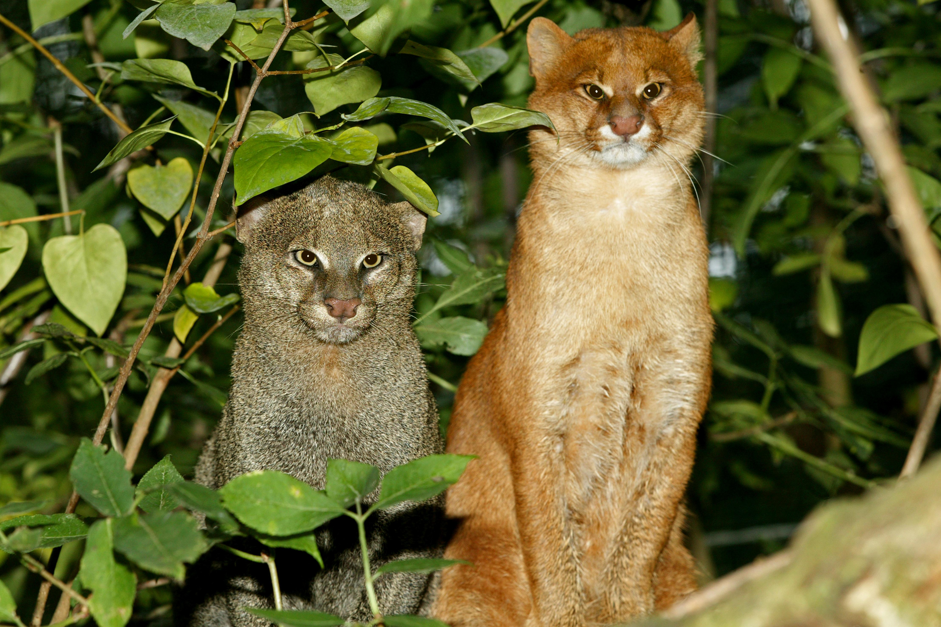 Jaguarundi: The Elusive "Otter Cat" of the Americas