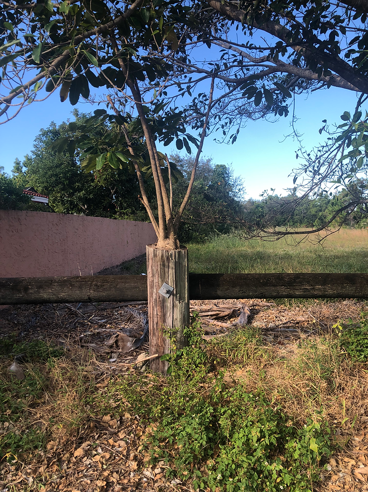 Nature: The Ultimate Survivor