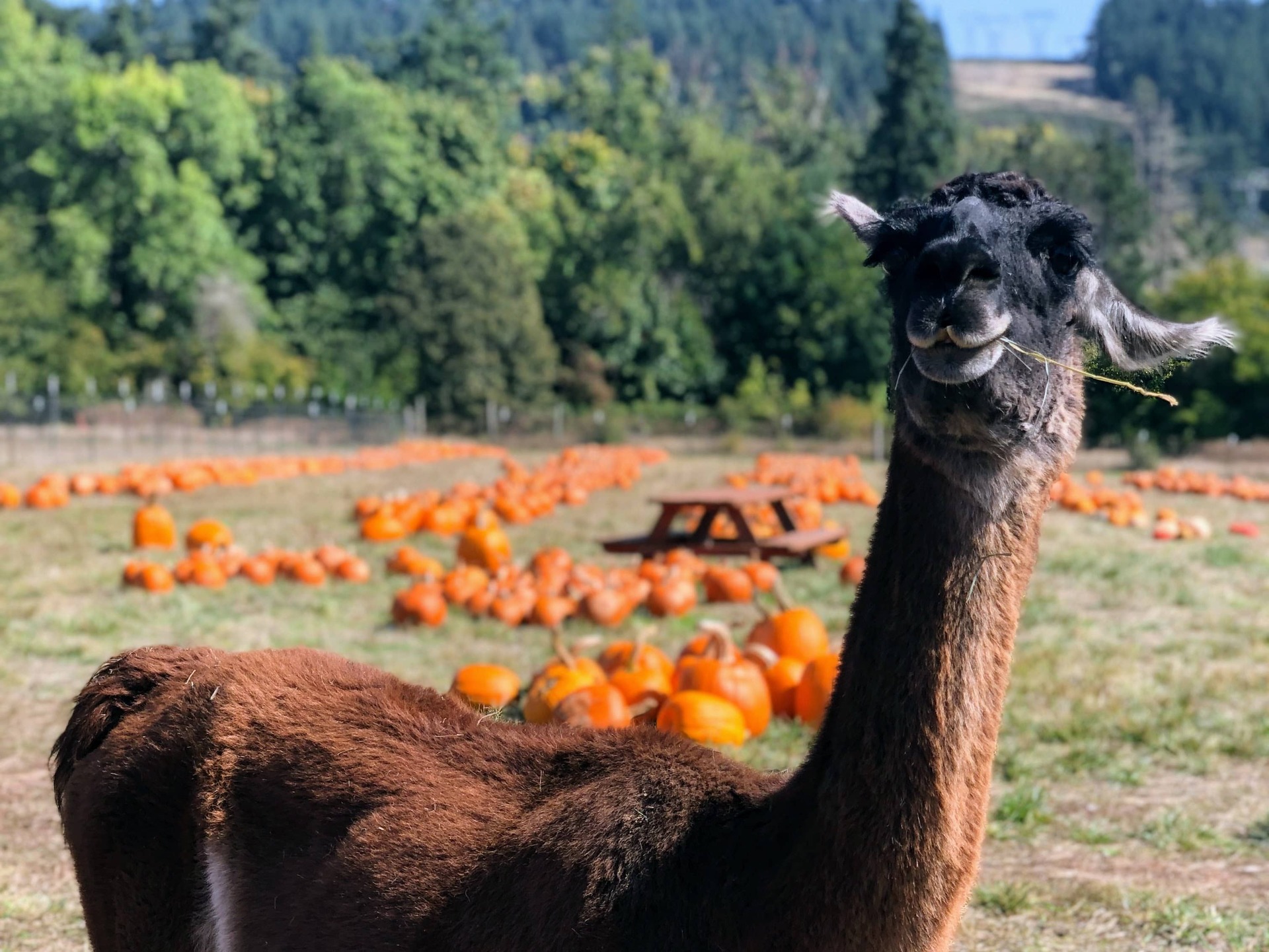 The Ultimate Portland Pumpkin Patch Guide: 25+ Farms for Fall Family Fun