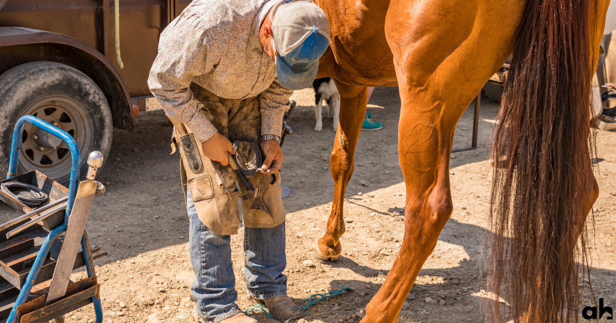 How Often Should A Horse See A Farrier?
