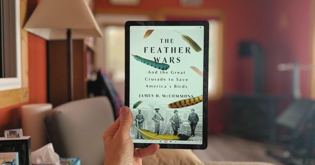 Blue Canary in the Outlet by the Light Switch