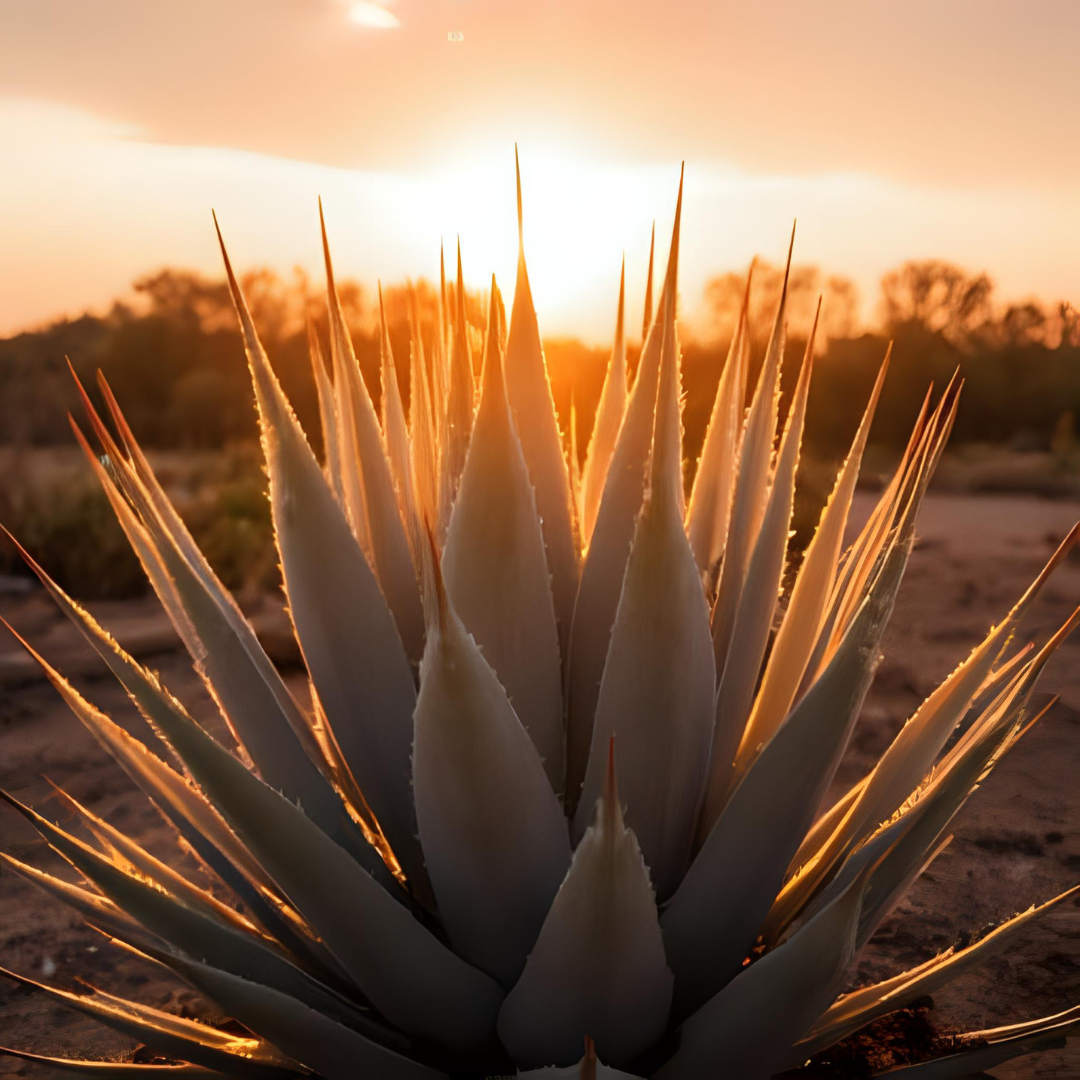 From Vision to Bloom