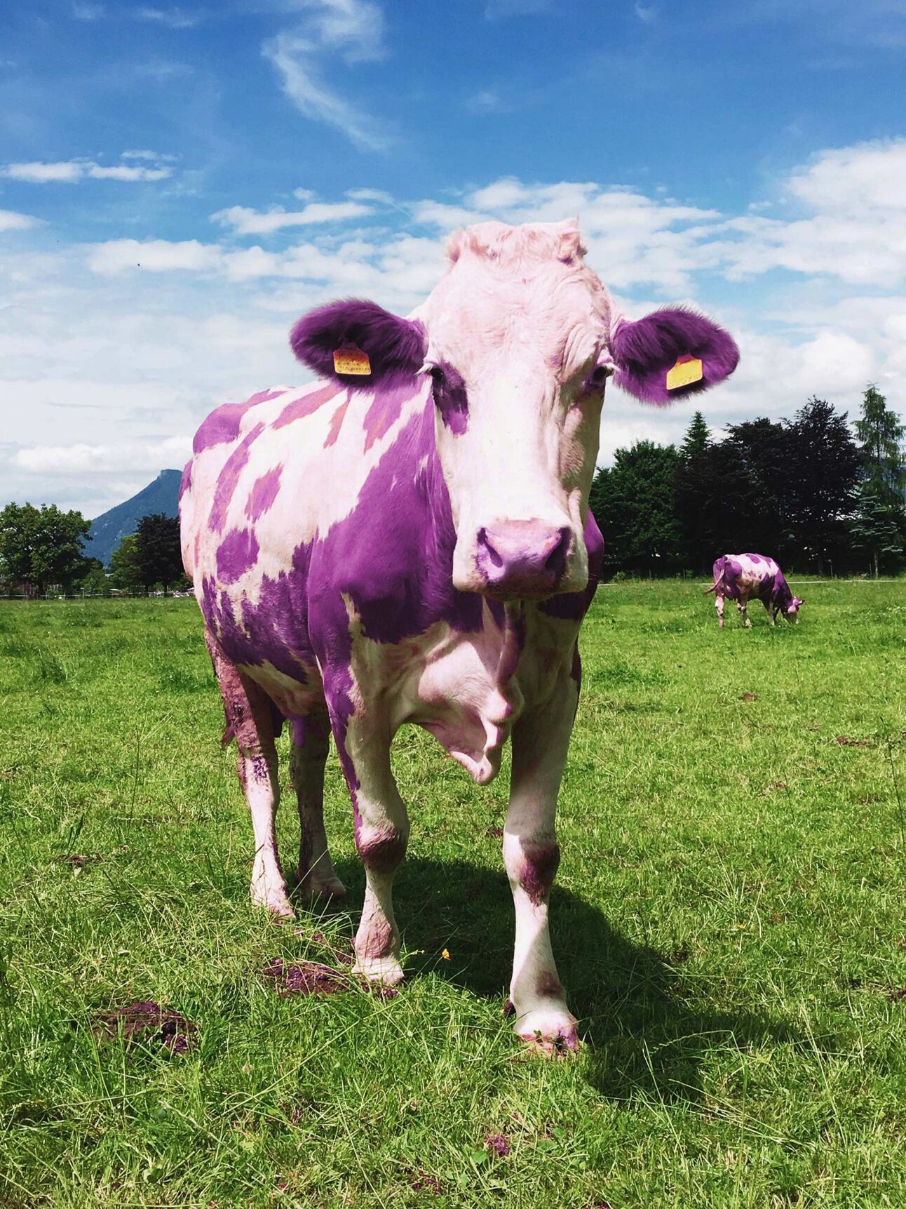 Purple Cows & Blue Turf: How to Make Your Marketing Remarkable