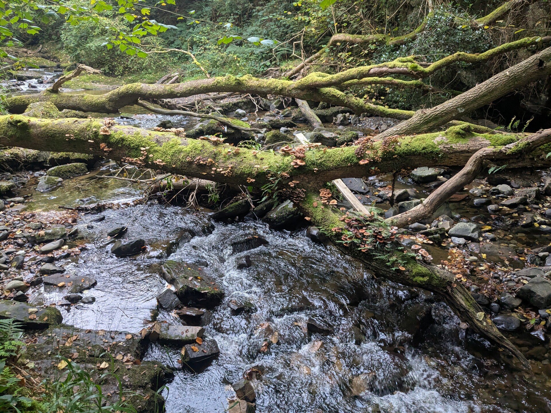 Gentle Decline 2/42: Responses & Reiterations