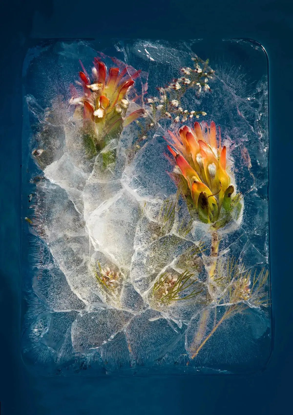 Beautiful Frozen Flowers of Capetown