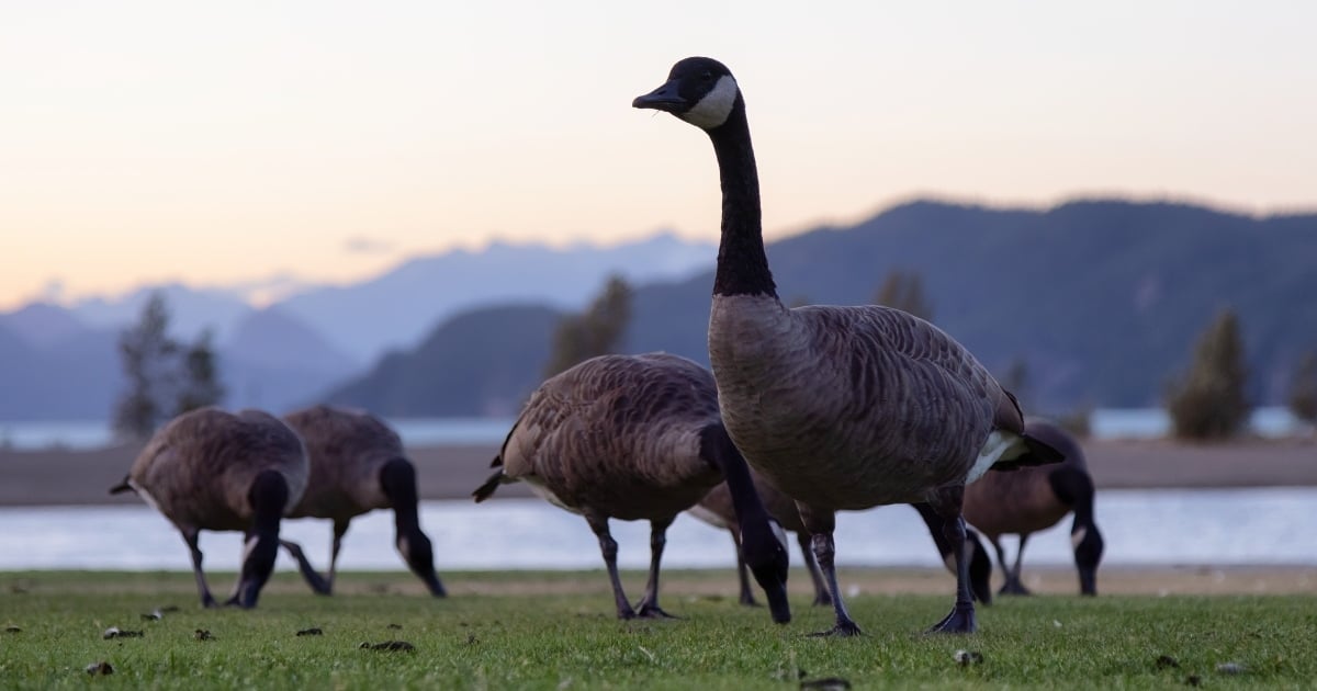 The Fraser Valley's supersized goose problem