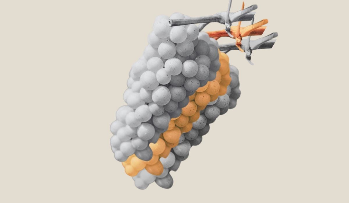 Grape profile: Riesling