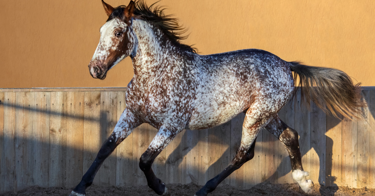 Understanding Horse Breeds: What is a Warmblood Horse?