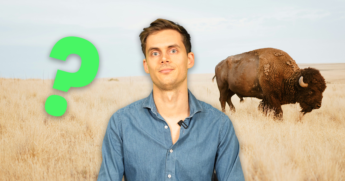 A quoi ça sert... le bison pour le climat ? 