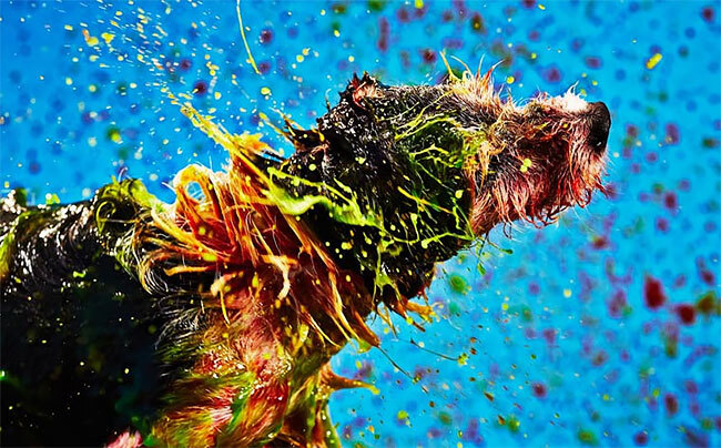 Abstract Paintings Made by Dogs Shaking Paint From Their Fur
