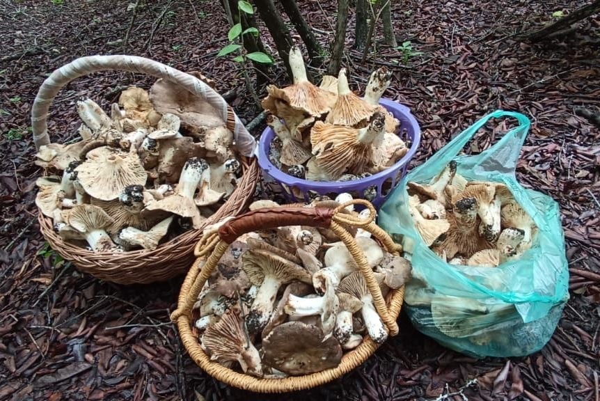 Mushroom Foraging in Mexico 🇲🇽 🍄