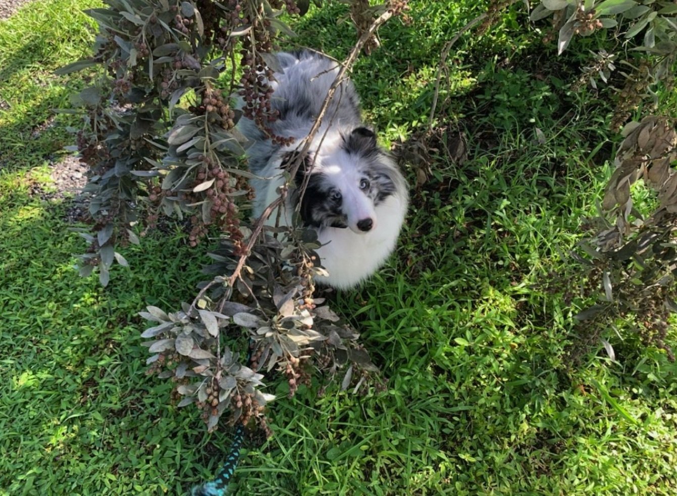 Toxic Plants and Dogs