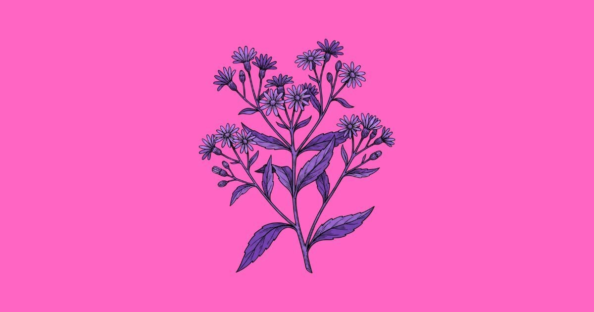 Oneirogénicos – Calea zacatechichi