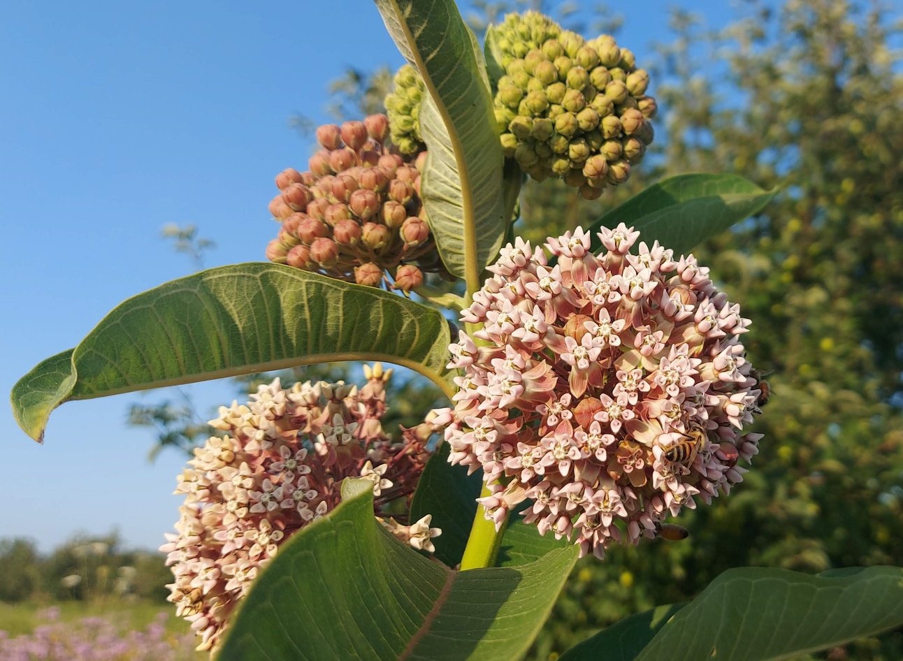 Milkweed