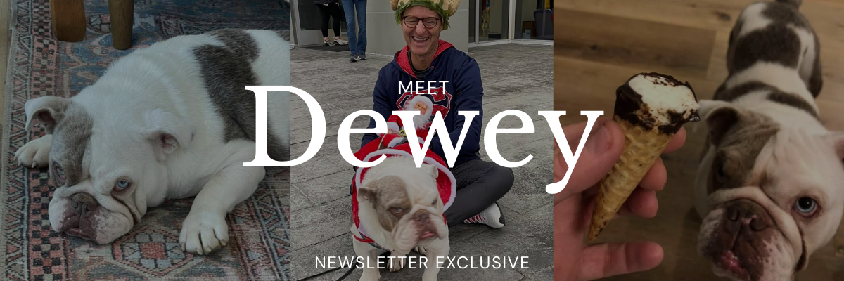 MEET DEWEY THE BULLDOG 🐾 