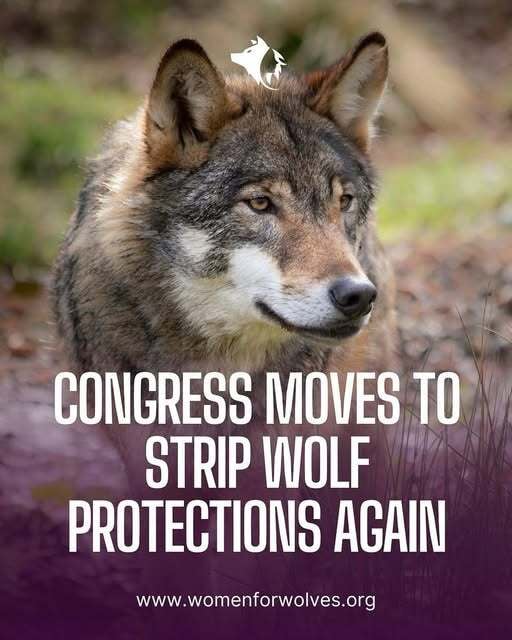 Western Vantage — Tag Deadlines, Predator Tactics & Gear Picks