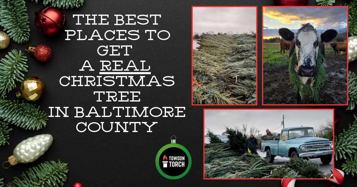 🎄The Best Places to Buy a Christmas Tree in Baltimore County