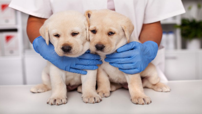 Pet food company's recall refusal; Fine for food testing labs
