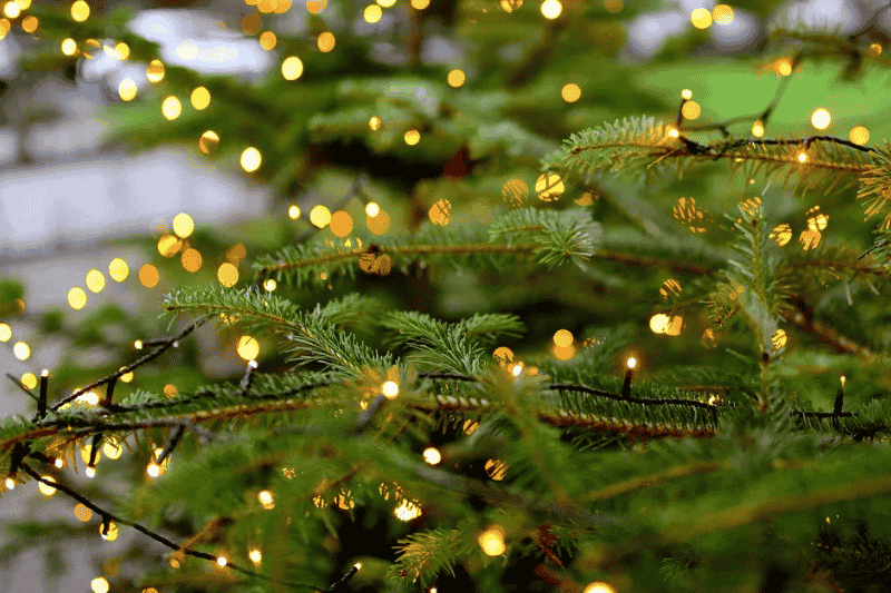 East Boston dará inicio a la temporada navideña con este evento especial