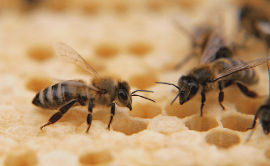 Nature Positive Practices