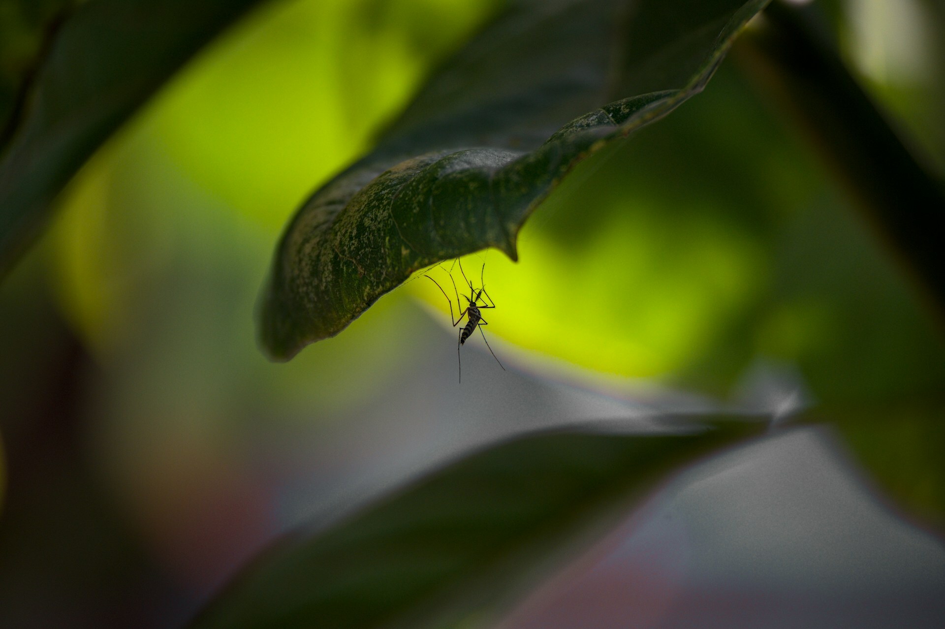 Mosquitos in Iceland, EU Climate Deal and A Win Against Greenwashing