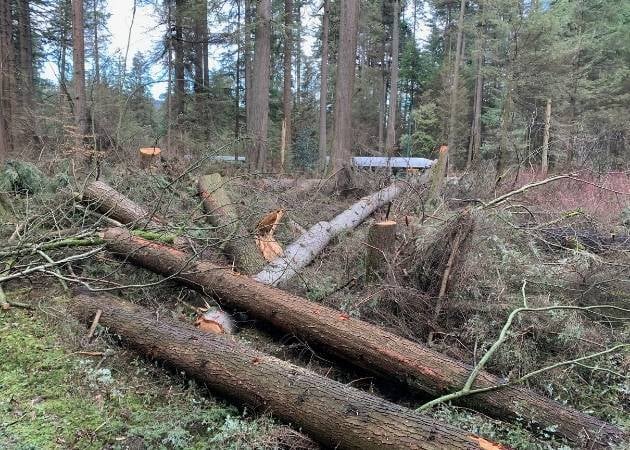 Urgent tree removals in Stanley Park continue