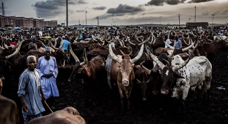 This Week, on African Farms  