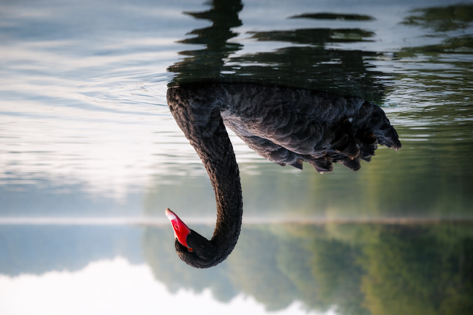 Black Swans, Inverted