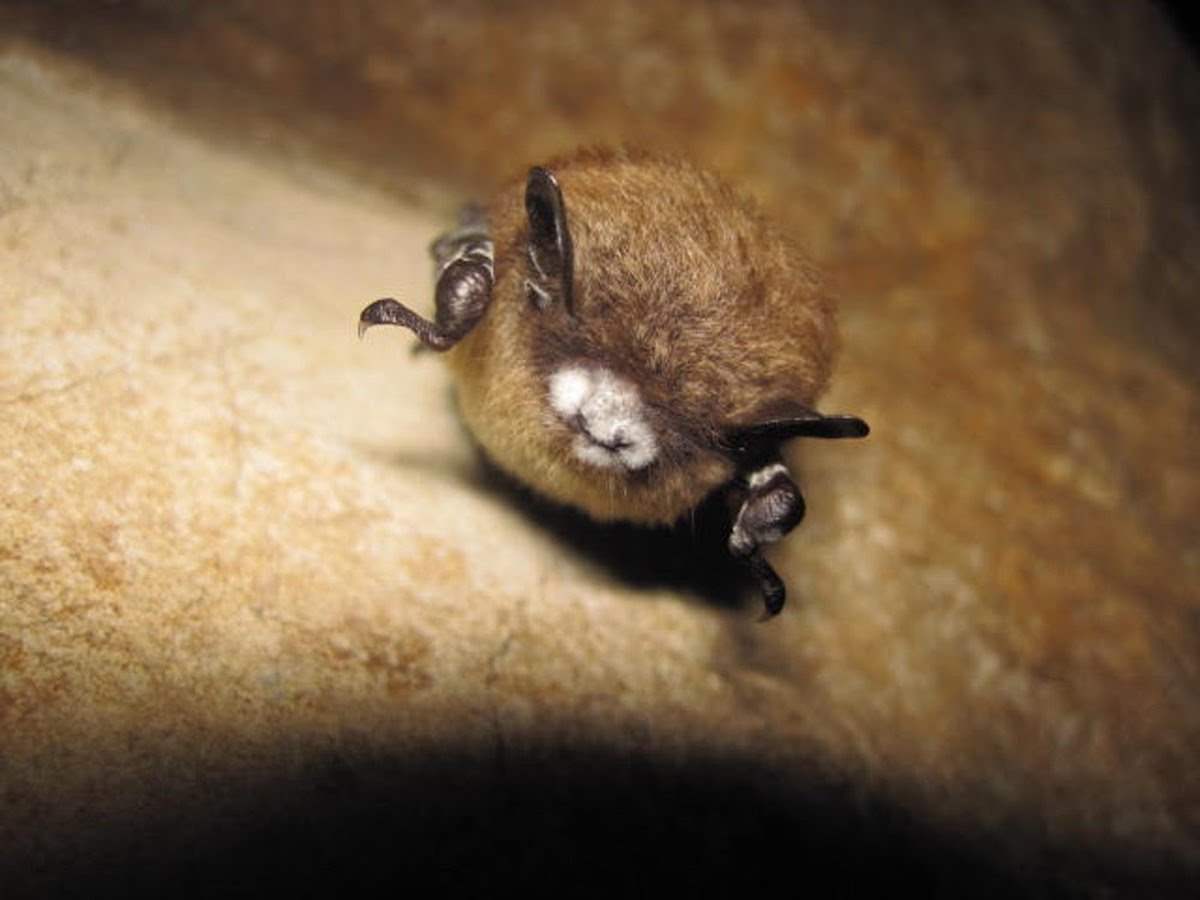 March 12 - Deadly bat disease moves further west