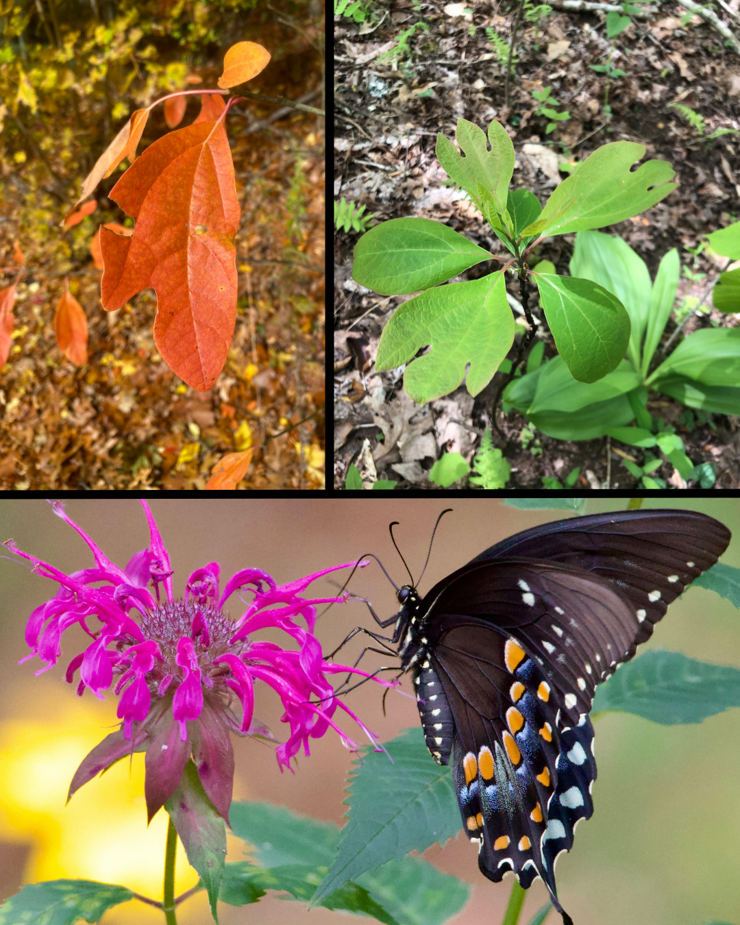 The Gulo in Nature Newsletter