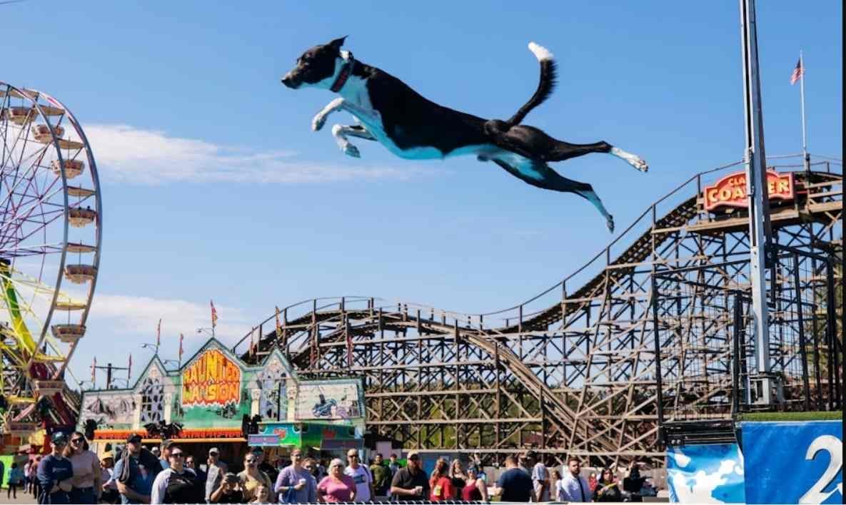 When dogs fly: The Spring Fair is back