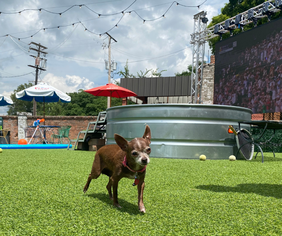 Paws & Play: A Dog-Friendly Guide to Little Rock 🐾