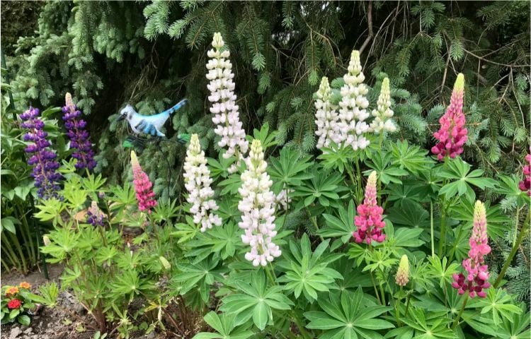 A guide to Ottawa's best gardening resources