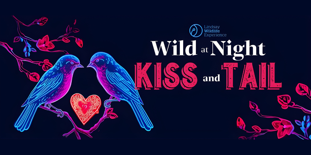 🐾 Wild @ Night: Kiss & Tail at Lindsay Wildlife Experience