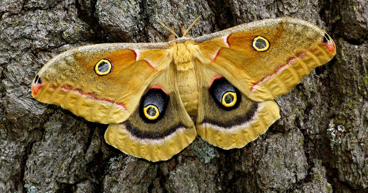 The Day a Moth Crashed a Computer