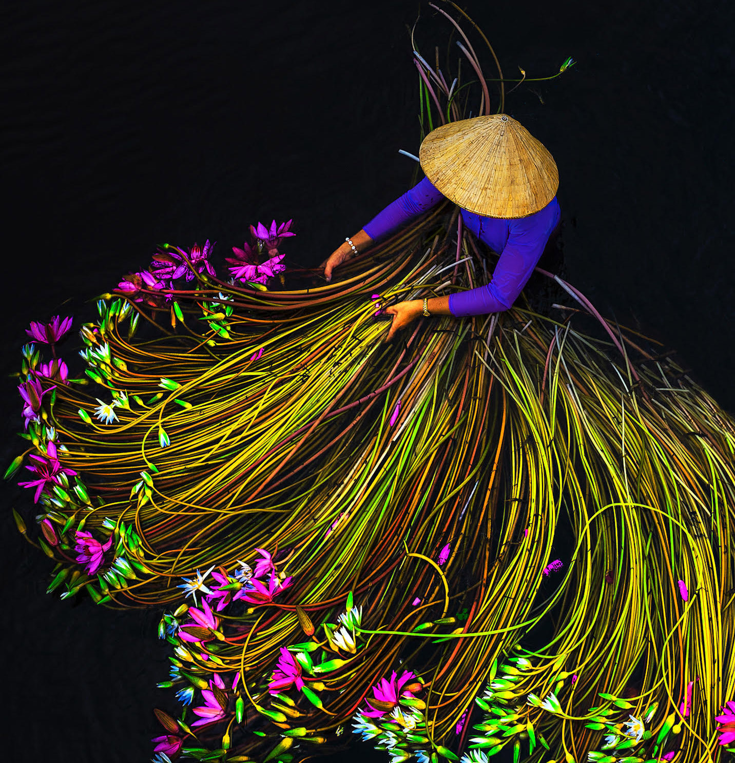 Striking Photos of Water Lily Harvest in Vietnam